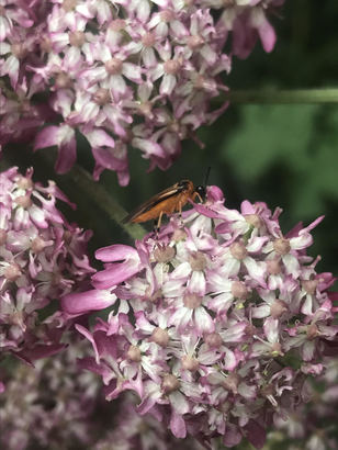 Insect sizewell marshes ebook listing