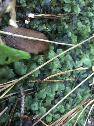 Trip 1 liverworts ebook listing