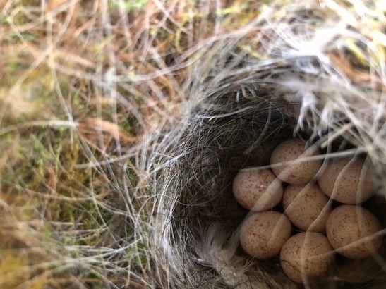 Birds eggs in our birdbox! ebook listing