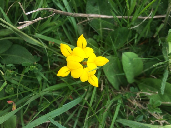 Calton birds foot trefoil ebook listing