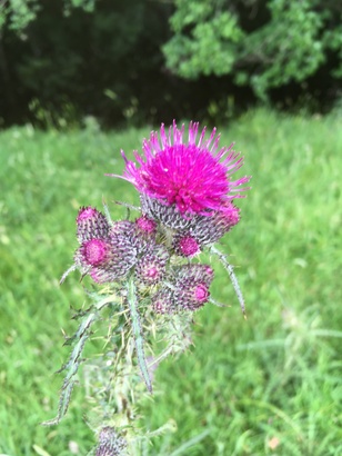 Grindleford marsh thistle ebook listing