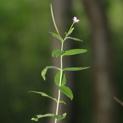 Epilobium parviflorum 640 ebook listing