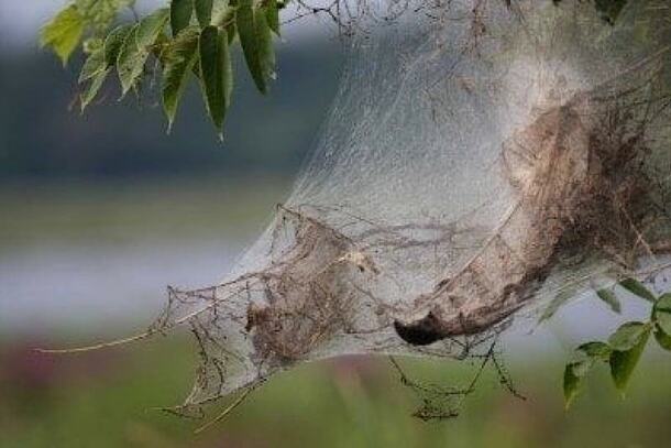 Fall webworm nest ebook listing